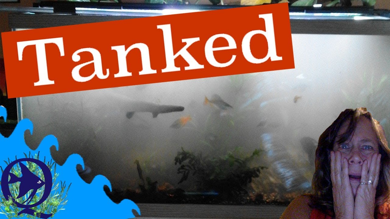 120 Gallon Freshwater Aquarium