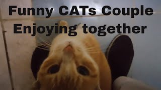 Funny Cats Couple Asim Tv Enjoying Together Cute Lovely Found In My Camp Abroad Life