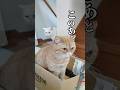 大事な気配#エキゾチックショートヘア#猫動画 #ねこ