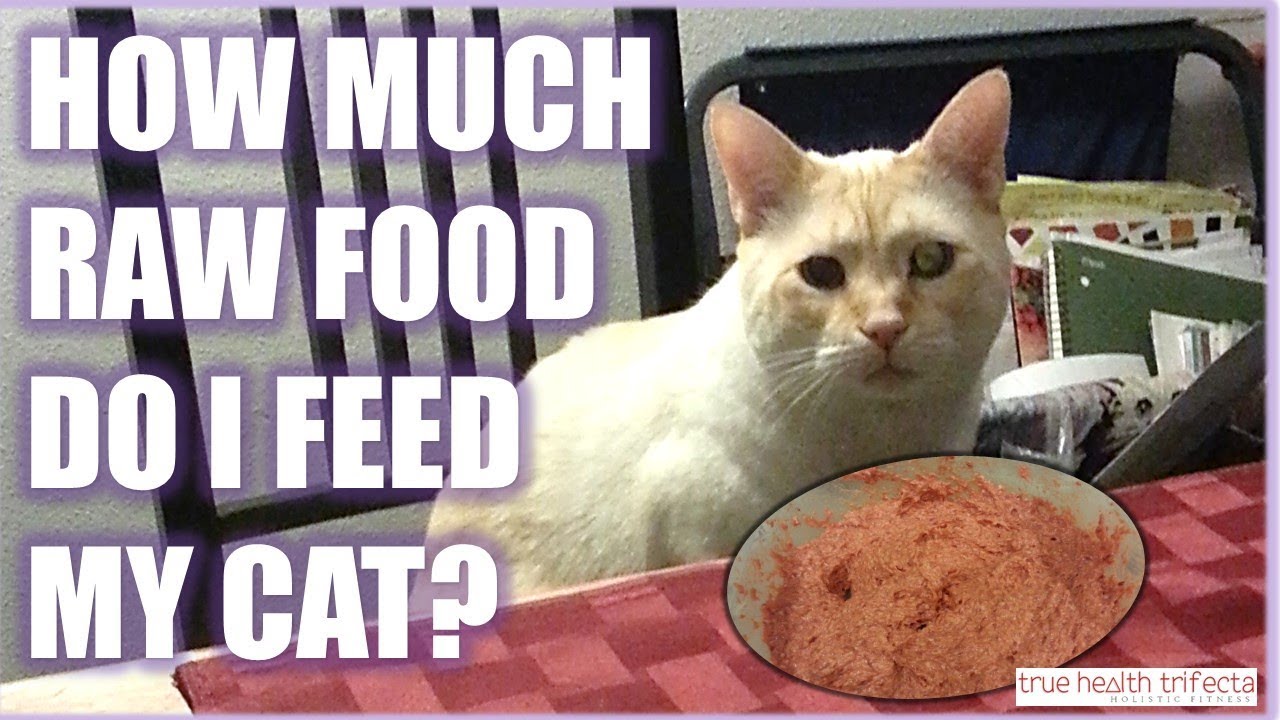 I feed перевод. Feed my Cat. Картинка Feed my Cat. Cat portion Size. Cat with Raw meat.
