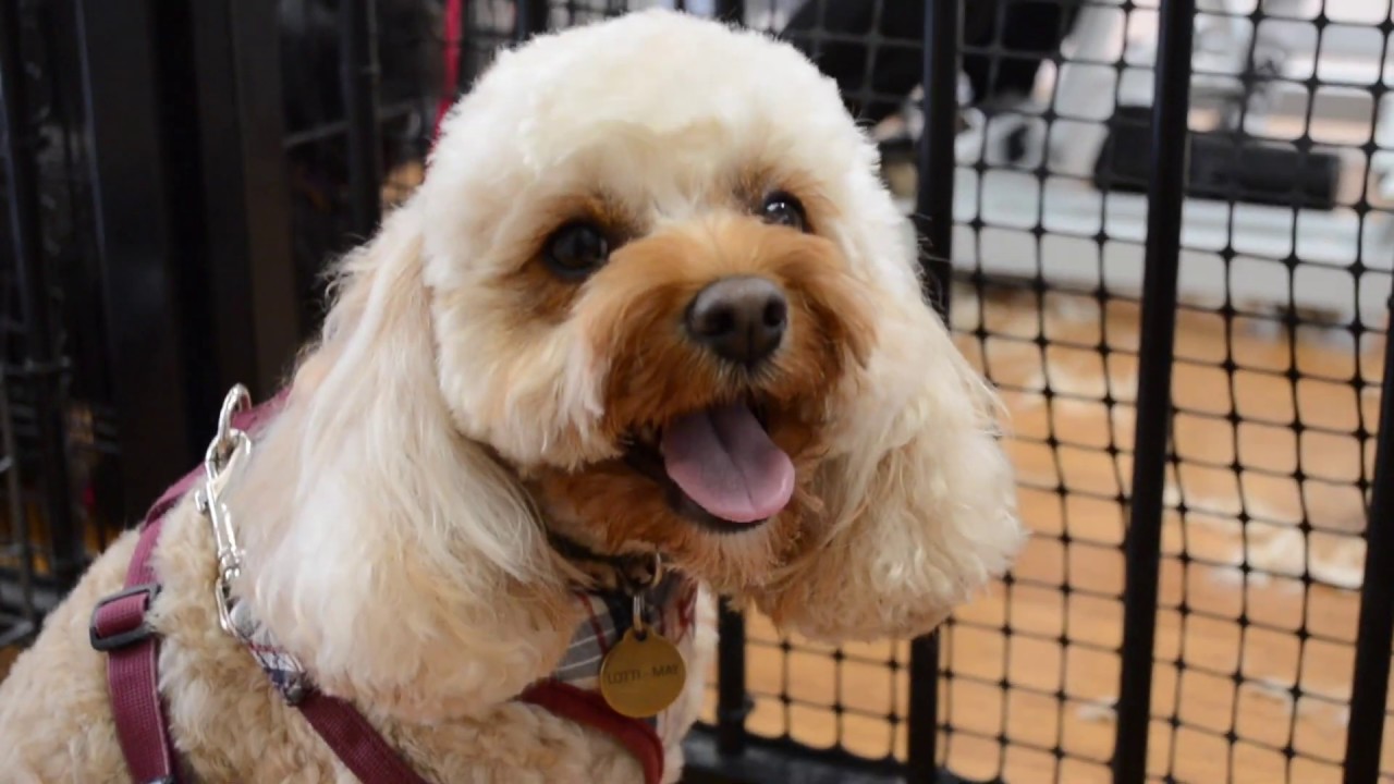 Relaxing Cavoodle Dog Grooming Video The Cutest Round Face YouTube