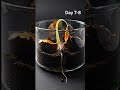 Watching Seeds Crack Open
