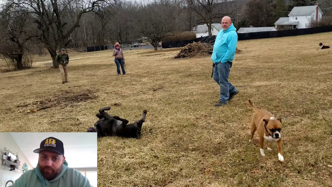 Izzy is up for adoption. I analyze the body language in this video.