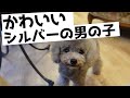 トイプードルかわいいシルバーの男の子！成犬！