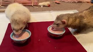 Night Time Routine with My Ferrets: 2023