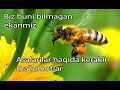 Asalarilar haqida 5 qiziqarli fakt 🐝