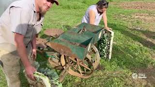 Cabbage FARMING. Setting Cabbage for spring