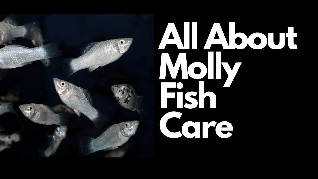 Molly Fish Care - A Detailed Guide - Aquariumstoredepot