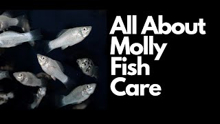 All About Molly Fish Care