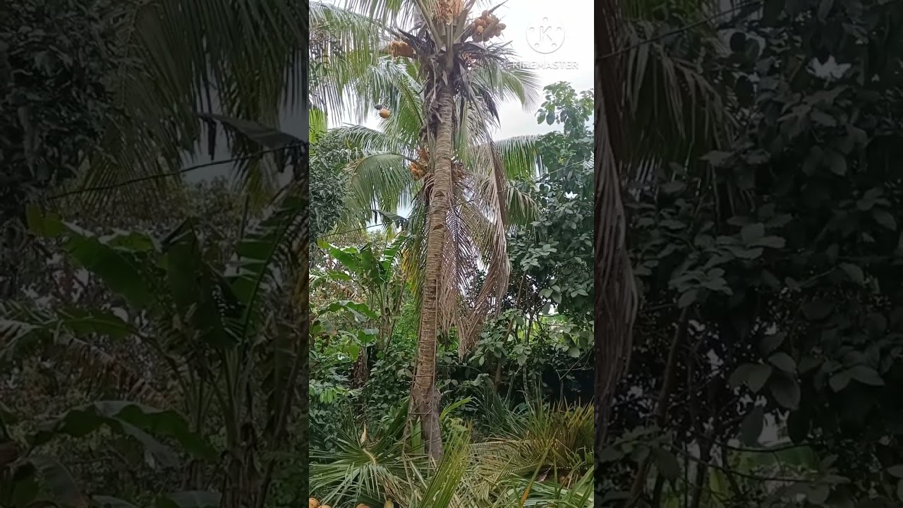 HOW TO HARVEST GOLD COCONUT.😍😍😍