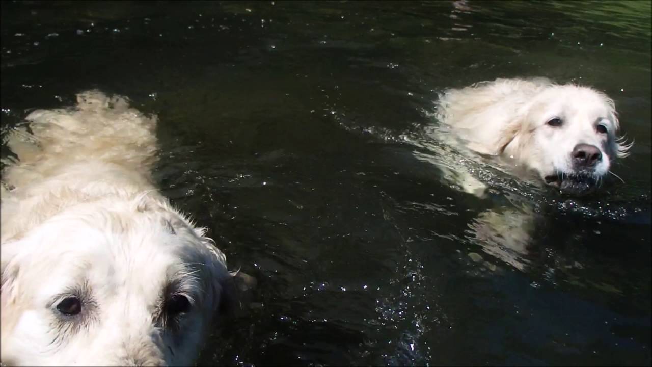 afkoeling in het water!