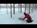 Vinter i svensk taiga : Winter in the Swedish Taiga