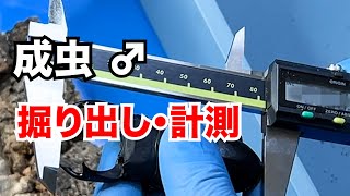 【夢のオオクワガタへの道】2022 能勢YG 成虫 ♂6本 掘り出し 計測 ⑦