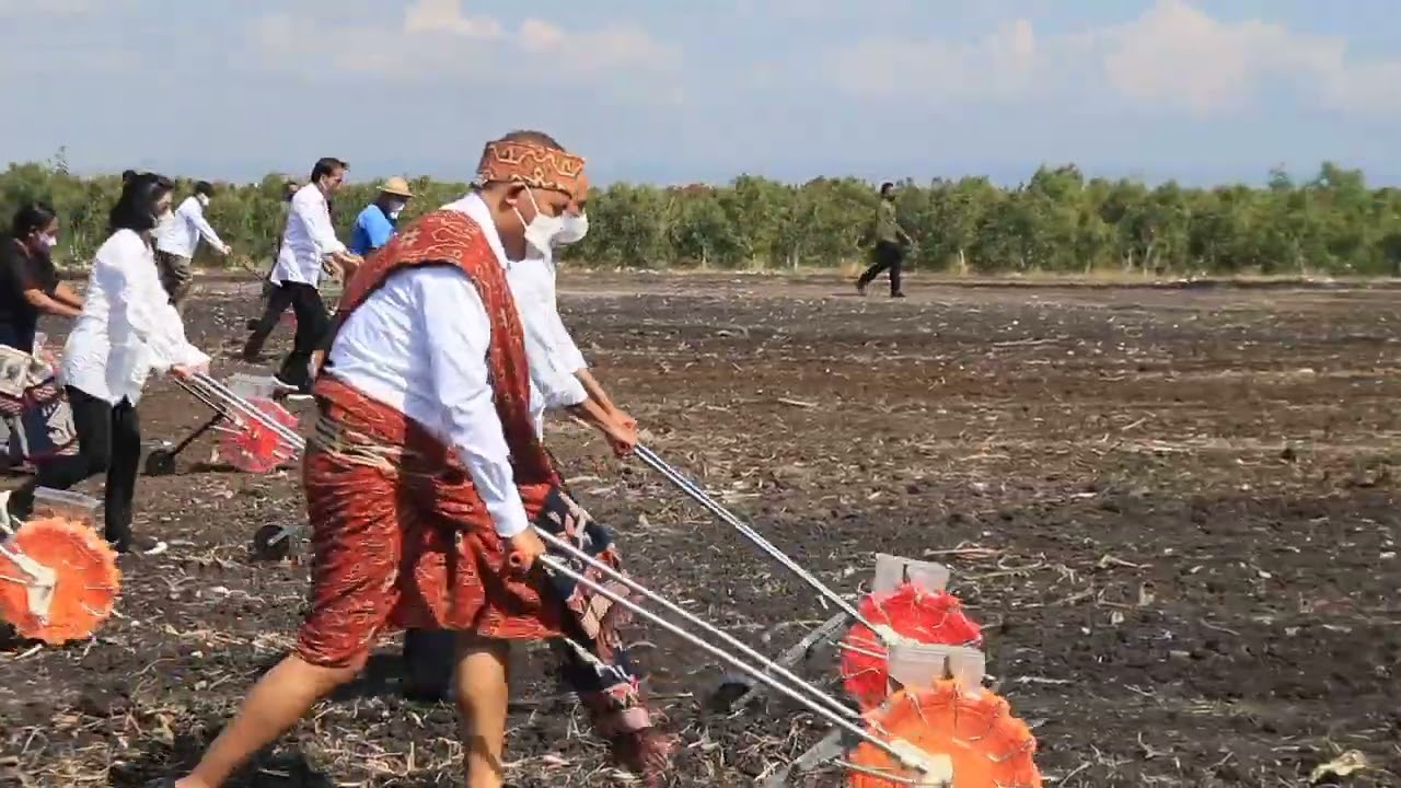 Presiden RI Joko Widodo Tanam Sorgum Di Sumba Timur