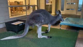 Rufus taking his time, and showing how Kangaroos regurgitate food @rufusthecouchkangaroo5999