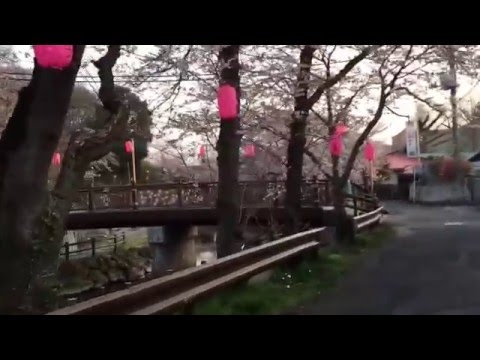 真岡市の佐藤和夫です。真岡市の一万本桜まつり　城山公園の桜は満開です。2016.4.1
