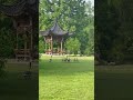 A day in the Garden #subscribenow #guildford #youtubeshortsvideo #nature