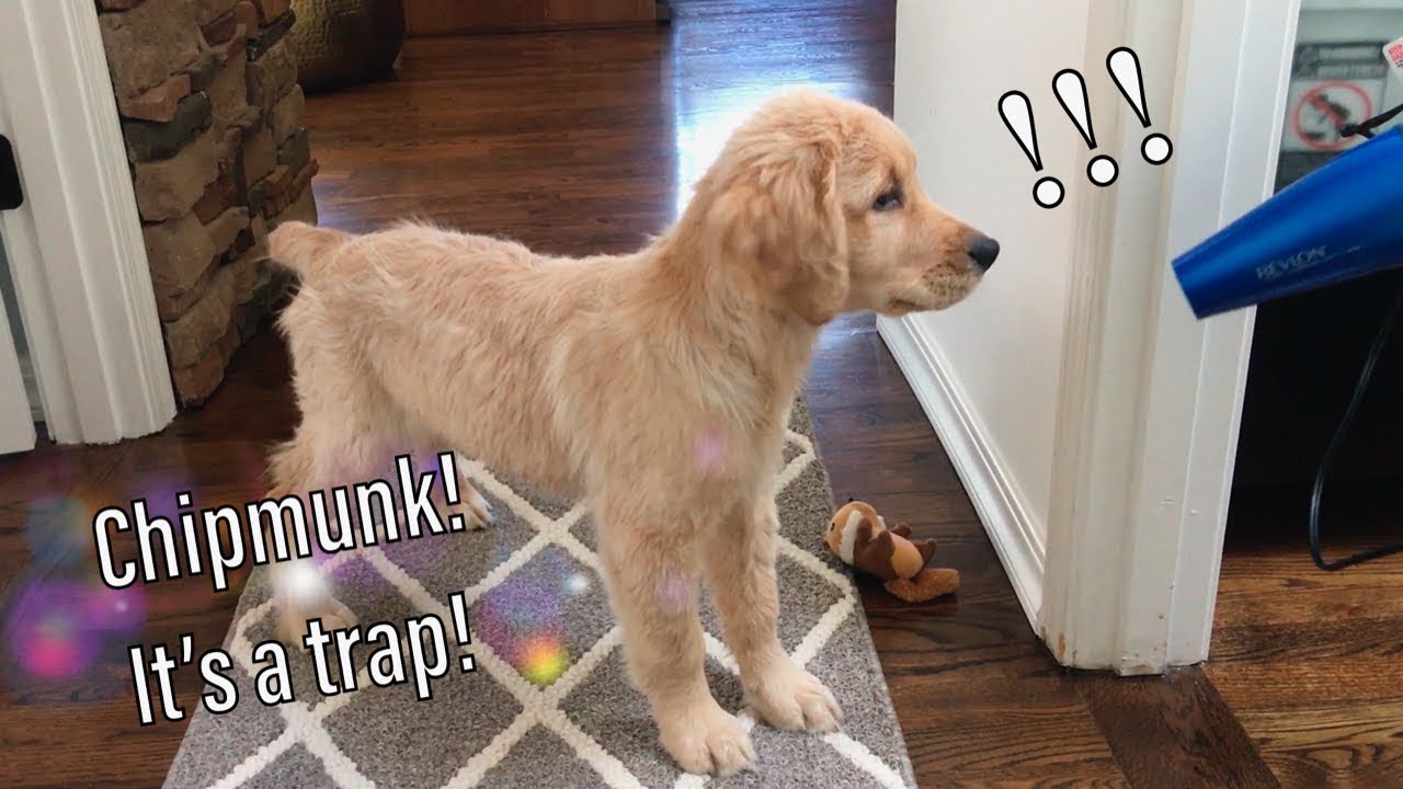 Golden Retriever Puppy vs. Hair Dryer YouTube