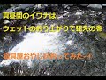 真昼間のイワナはウェットフライの釣り上がりで狙えの巻。
