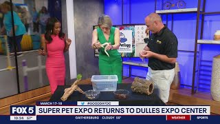 Snake Pees On News Anchor During Live Interview About Super Pet Expo Fox 5 Dc