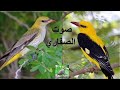 صوت الصفاري للصيد صوت 1