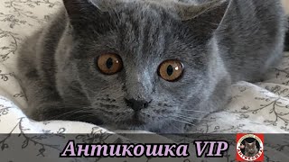 Защитная сетка от выпадения из окон кошек Антикошка VIP. #антикошка #краснодар #кошки #коты #окна