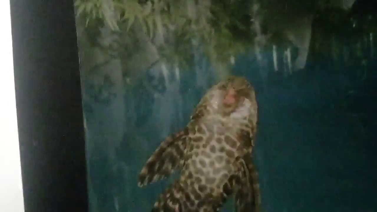 Plecostomus eating goldfish pellet food YouTube