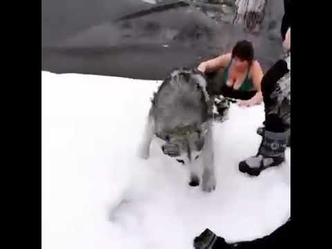 в калуге спасли вмерзшего в лед пса. героические собаки. собака тонет. собака утонула в снегу. спасение собаки из воды сегодня.