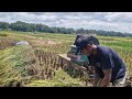 SATISFYING HARVEST! RICE THRESHER WORKS FAST FOR EASY GRAIN COLLECTION!-agriculture farming