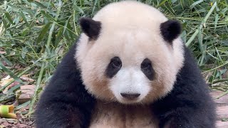 5.21超近距離看花花吃早餐花局和粉絲對視表演土豆腿撓癢#panda  #熊猫  #花花  #熊貓