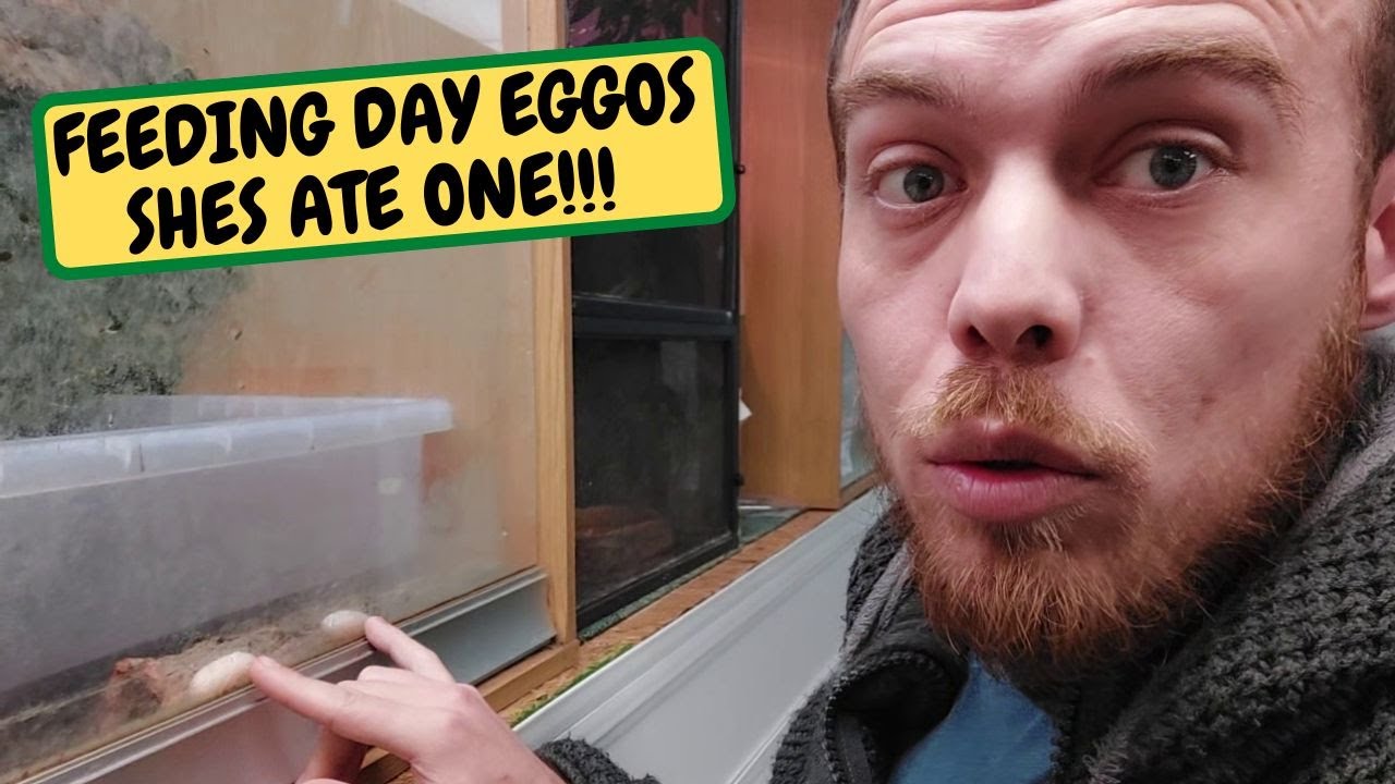 Feeding Day Eggos She Ate One!!!!! (Snake Island Exotics) - YouTube