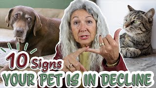 Understanding the Signs of Decline in Senior Pets