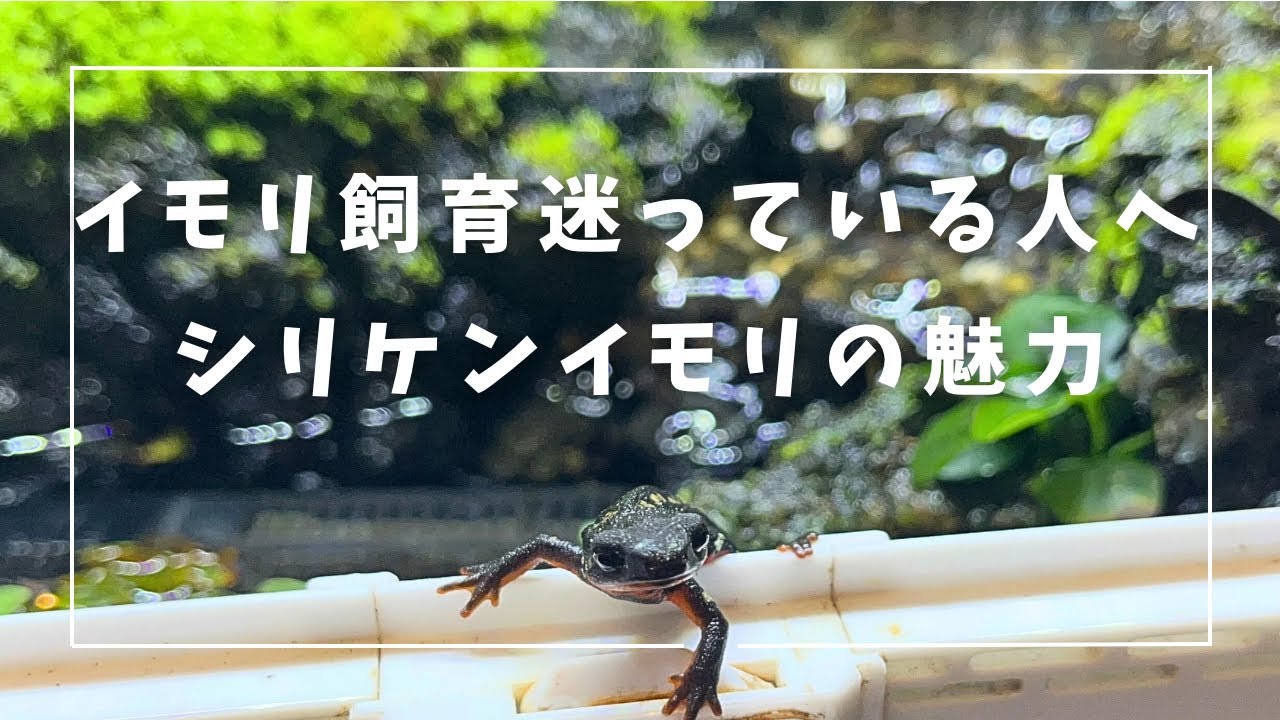 魅力100%！イモリウムのある暮らし🌿.∘