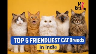 Top 5 Friendliest Cat Breeds in India 🐱 | Best Cats for Families & First-Time Owners : Mykitten