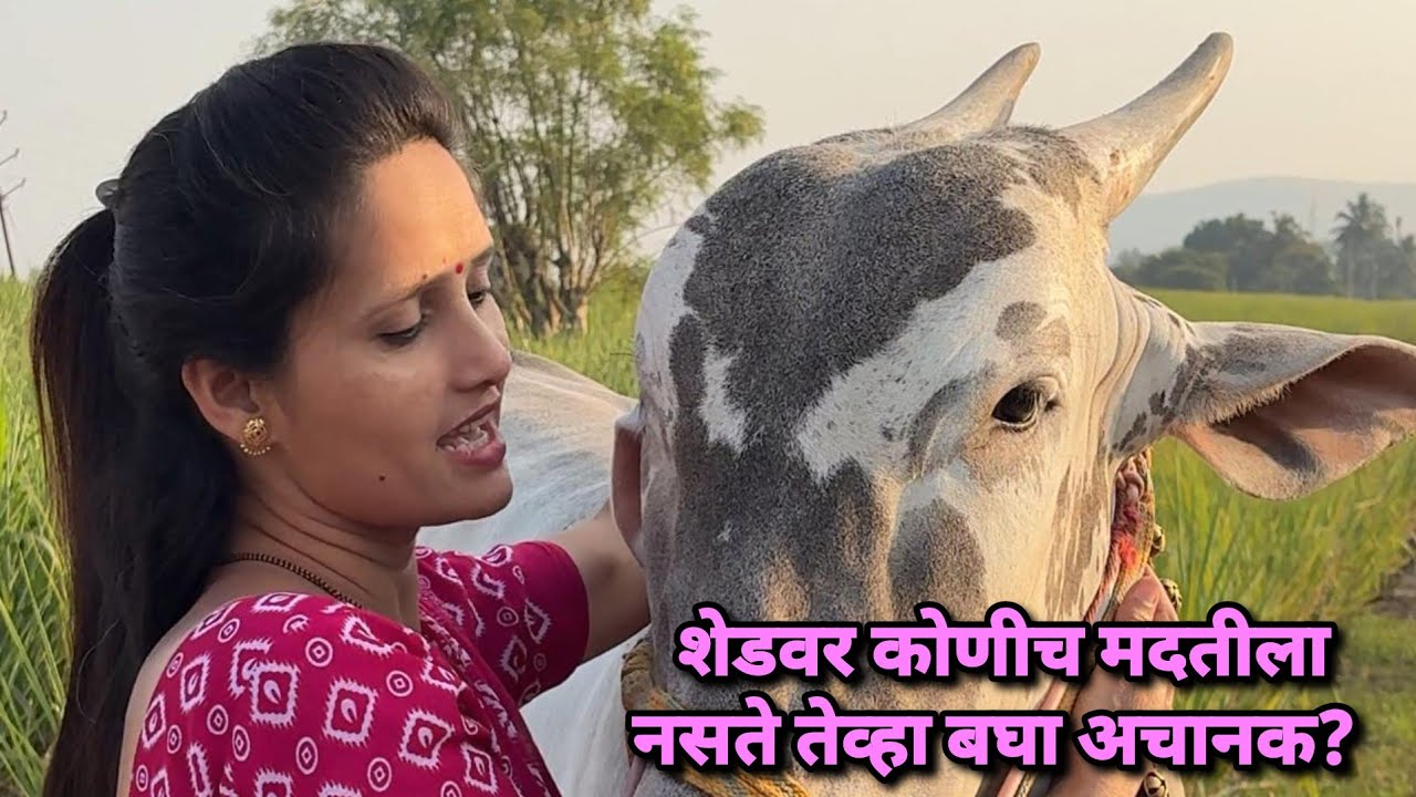 शेडवर कोणीच मदतीला नसते तेव्हा बघा अचानक 🥰 | Bailgada Sharyat |