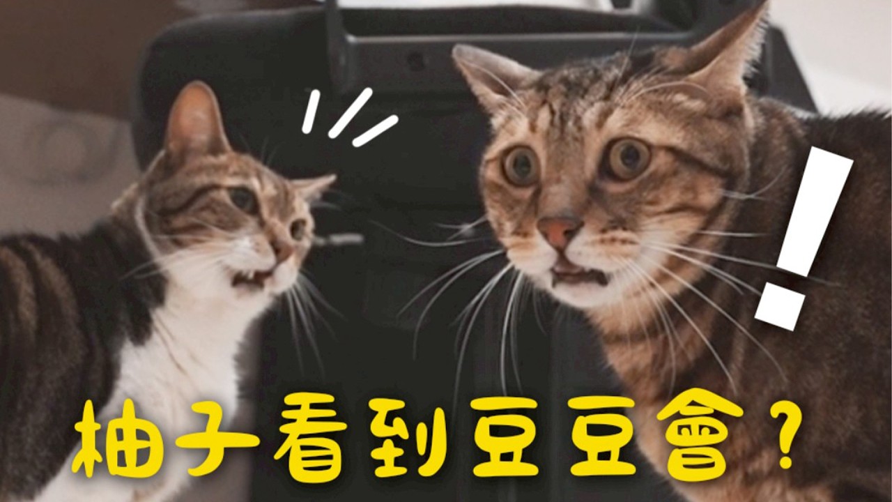 【黃阿瑪的後宮生活】柚子看到豆豆會？滿臉困惑！