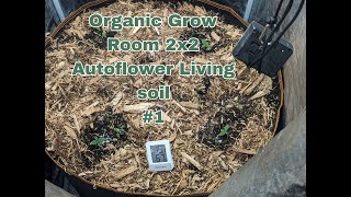 Organic Grow Room - 2x2 Autoflower Living Soil - #1