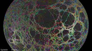 contractile shell