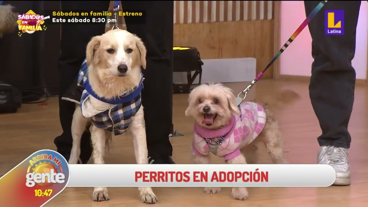 🔴📹 #ArribaMiGente | Feria de perritos en adopción en arriba mi gente