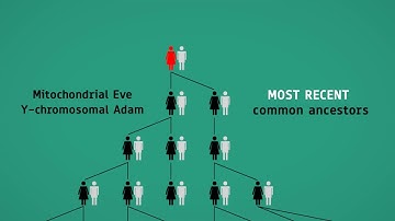 Mother of Humanity (Mitochondrial Eve)