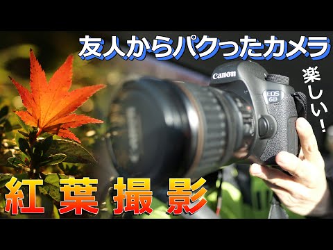 友人からパクったEOS 6Dで紅葉撮影したらメッチャ楽しかった件