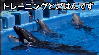 シャチのリンちゃんとイルカ トレーニングしてご褒美のお魚です