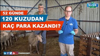 120 Kuzudan Kaç Para Kazandı | Toplama Kuzu Bakımı