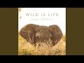 Wild is life