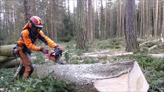 Forest job / Těžba smrku - Echo 501 SX #177