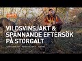 Vildsvinsjakt & spännande eftersök på storgalt