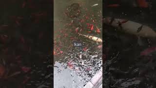 Assalamualaikum 🙏 #dj #music #tkwtaiwan #food #masukberanda #cover#uburuburikanlele