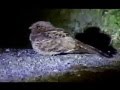 Curiango - Pássaro Noturno
