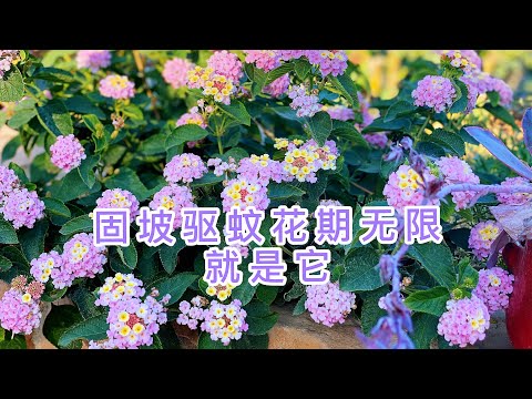 (园艺篇137）固坡驱蚊又美丽花期无限的五色梅Lantana camara！品种介绍！别名：马缨丹、七色梅、五龙兰、如意草、五彩花、五雷丹、五色绣球！