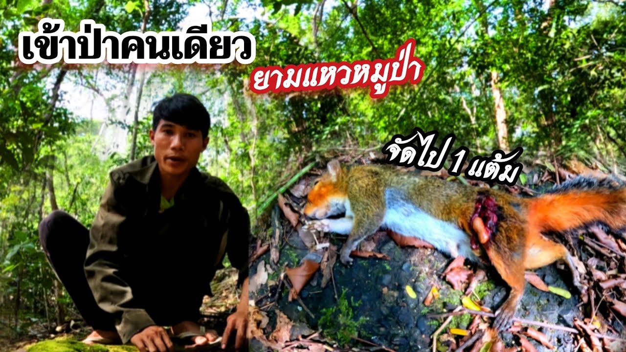 12 พฤศจิกายน ค.ศ. 2025 เข้าป่ายามแหวหมูป่าคนเดีย่ว//ເຂ້າປ່າຍາມແຫ້ວຫມູປ່າຄົນດຽວThonBanNa